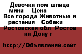 Девочка пом шпица мини  › Цена ­ 30 000 - Все города Животные и растения » Собаки   . Ростовская обл.,Ростов-на-Дону г.